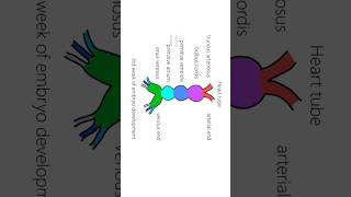 Interatrial septum development ASD [upl. by Minsat]