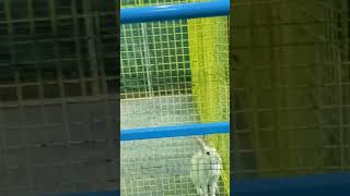 My childrens seeing rabbit in zoo park in hyd♥️♥️♥️ [upl. by Abijah84]