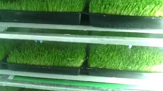 GreenFeed Growing System grow room in action [upl. by Bergin712]