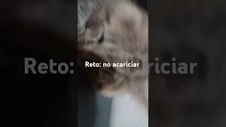 ¿Puedes lograrlo music anime projectsekai meme cute cat catmeme [upl. by Geilich]