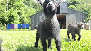 Baby Pygmy goats frolic in the barnyard [upl. by Vita240]