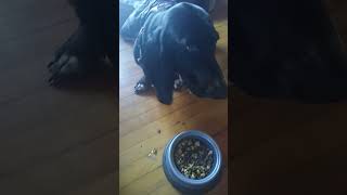 NOM NOM NOM dog animal trending food viralvideo funny comedy black facts fyp puppy dogs [upl. by Kaltman674]