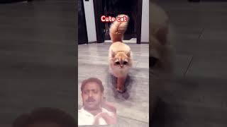 Cute catviralvideo shortvideo youtubeshorts [upl. by Pettit528]