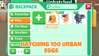 HATCHING 100 URBAN EGGS IN ADOPT ME [upl. by Dominy]