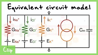 Equivalent Circuit Model Of The Neuron Explained Capacitance Resistance Driving force  Clip [upl. by Nyllij674]