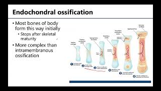 MSK1 Bone Formation Growth amp Remodeling [upl. by Eillor]