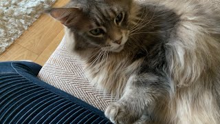 HUGE Maine Coon Cat Talks To Owner talkingcat [upl. by Natsreik308]