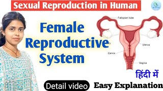 Female Reproductive System  Human Reproduction class 710  Female Sex Organ biology yt study [upl. by Arnaldo]