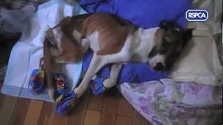 RSPCA video  Rescue dog Hope recovering [upl. by Torbart]