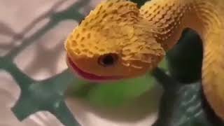 Baby atheris hispida makes squeak [upl. by Gussi]