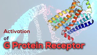 Activation of G protein receptor  G Proteincoupled Receptor [upl. by Kingsly981]