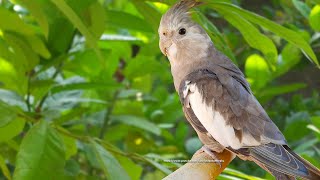 Cockatiel Sounds Call Songs  WhiteFaced Cockatiel Jono [upl. by Annwahs126]