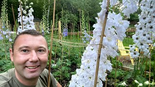 Delphiniums And How To Care For Them [upl. by Laughry]