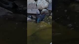 Wild Grackle Taking a Bath birdbathing grackle gracklebathing wildlife bird [upl. by Wynn]