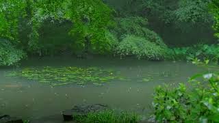 The beautiful little lake is raining188  sleep relax meditate study work ASMR [upl. by Atniuq]