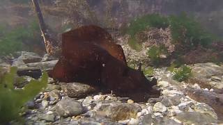 Depilatory Sea Hare  Aplysia depilans [upl. by Baalbeer871]