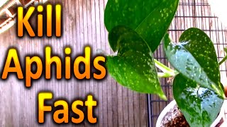 How to Kill Aphids on your Houseplants Naturally Part 1 [upl. by Smoht466]