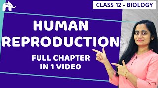 Human Reproduction Class 12  NCERT Chapter 3 One Shot  CBSE NEET [upl. by Gurl652]