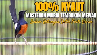 MASTERAN MURAI BATU ISIAN MEWAH FULL TEMBAKAN BIKIN MURAI JADI BONGKAR ISIAN [upl. by Ennasus]