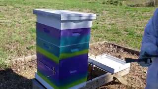 How To Do A Walk Away Split  Beekeeping  Gypsy Shoals Farm [upl. by Assener]