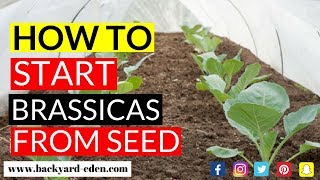 Starting Brassica Seeds  Seed Starting  Backyard Eden [upl. by Thevenot454]