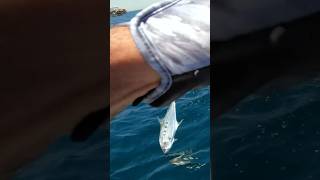 QUEENFISH kuwait queenfish fishing jigging الكويت fish DJI [upl. by Sandro]