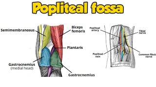 popliteal fossapopliteal fossa contents boundariesmedicalmnemonics [upl. by Aiyram]