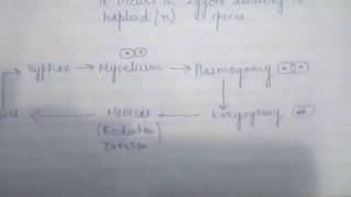 CHAP 203 KINGDOM FUNGI CLASS11 BIOLOGY [upl. by Hersch]