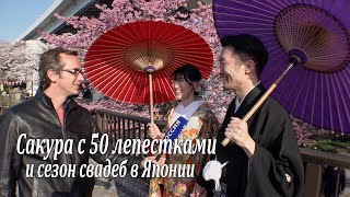 Сакура с 50 лепестками и сезон свадеб в Японии  Sakura in Japan 2019 [upl. by Standice]