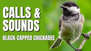 BlackCapped Chickadee Calls Song and Sounds  Feebee Call deedee Call Seet call Gargle call [upl. by Kevon39]