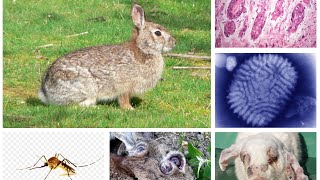 MYXOMATOSIS IN RABBITS Big HeadMosquito Disease [upl. by Aguste]