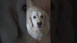 Dogs Your Daily Dose of Happiness dogs nature bestfriend facts pets [upl. by Yramanna]