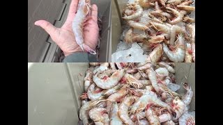 How to Boil Shrimp Louisiana Style [upl. by Kathryn]