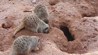 Discovering the World of Meerkats A Fascinating Journey into Their Lives meerkat meerkats [upl. by Colley]