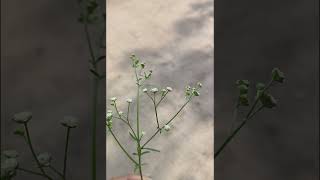 Parthenium hysterophorus [upl. by Ereveneug40]