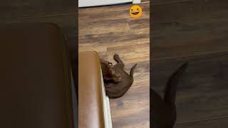 Watch This DOG Chasing his TAIL😂 funny shorts pets [upl. by Aikaj]