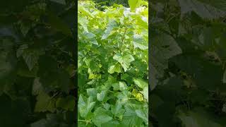 Elderberries and Currants garden homesteading permaculture [upl. by Suckram]