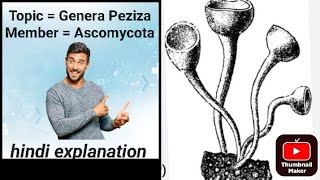 Topic  Peziza fungi structure classification reproduction for Bsc Botany unit Mycology [upl. by Rosalind]