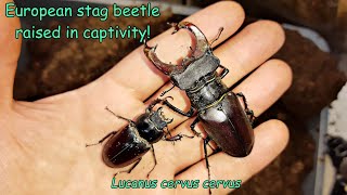 The European stag beetle raised at home Lucanus cervus cervus [upl. by Brita410]