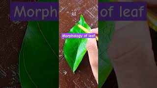 Morphology of a leaf shortvideo morphology [upl. by Nahbois]