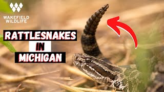 Herping for Massasauga Rattlesnakes in Michigan [upl. by Donaugh]