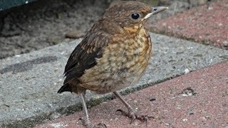 Jonge merels in de tuin  Young Blackbird Turdus merula in the garden  2014  Netherlands [upl. by Eliak]