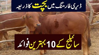 silage benefits  silage Making  Kissan Pakistan [upl. by Power]