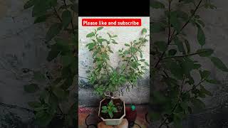 Tulsi ka paudha gharpe lagane k faydetulsivivah [upl. by Arraek]