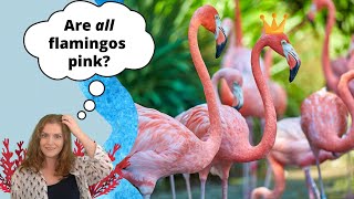 Are All Flamingos Pink  All About Flamingos [upl. by Aleihs]