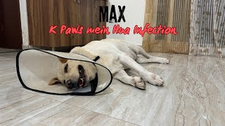 Max K Paws Mein Hua Infection [upl. by Ocsicnarf]