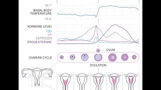 CALCUL OVULATION GROSSESSE [upl. by Mckee717]