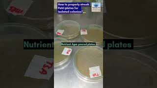 How to properly streak on petri plates for isolated colonies streak plate technique [upl. by Akiraa]