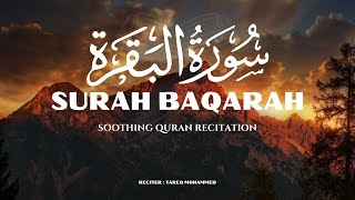 Most Beautiful Recitation of Surah Al Baqarah  سورة البقره  Qari Tareq Mohammed  Falah e Rehmat [upl. by Burnsed]