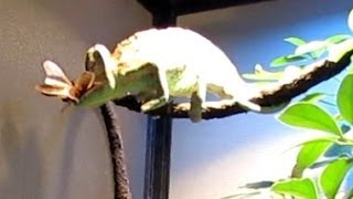 Veiled Chameleon Eats a Huge Cockroach [upl. by Barsky]